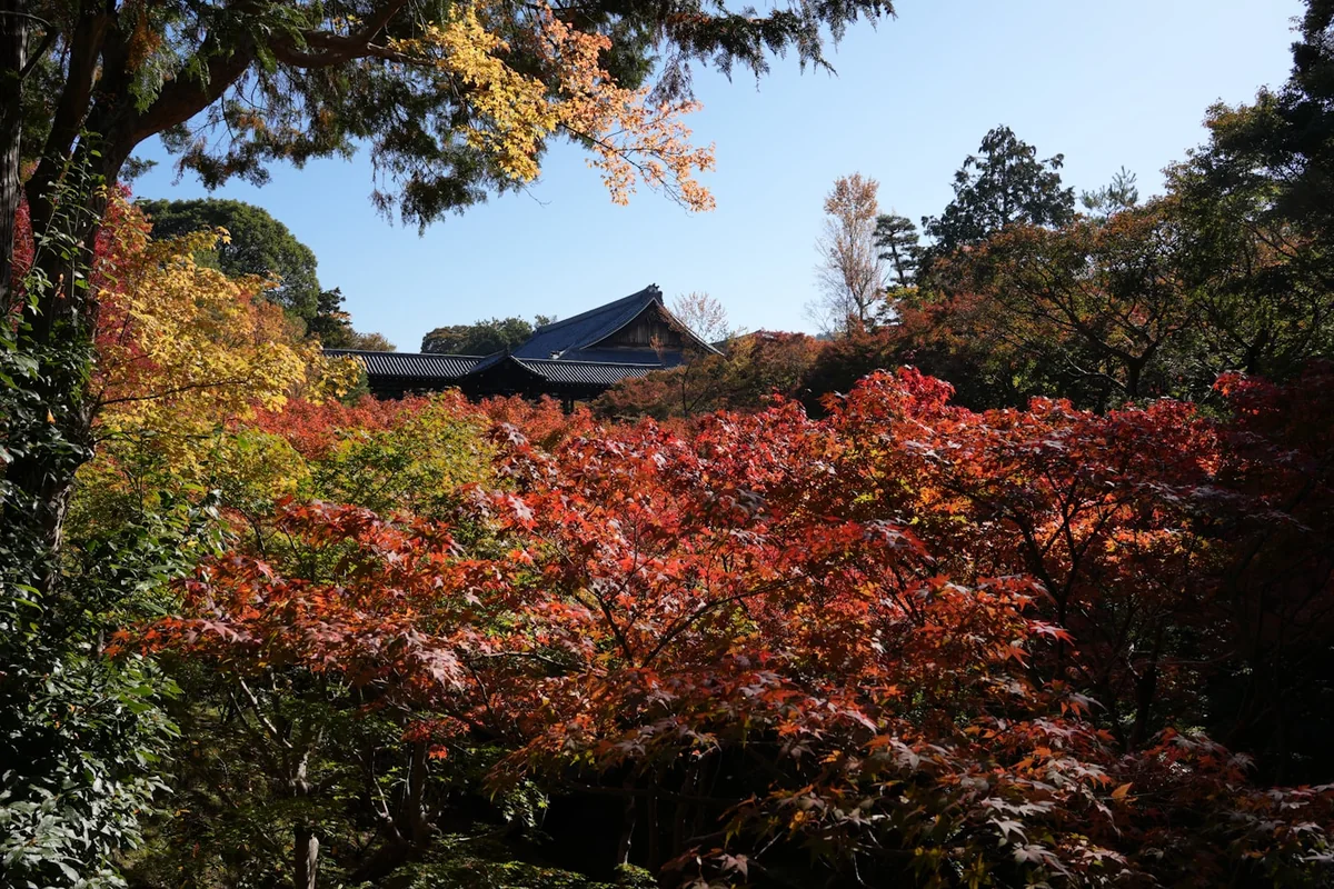 京都寺院周围的红色与橙色秋叶