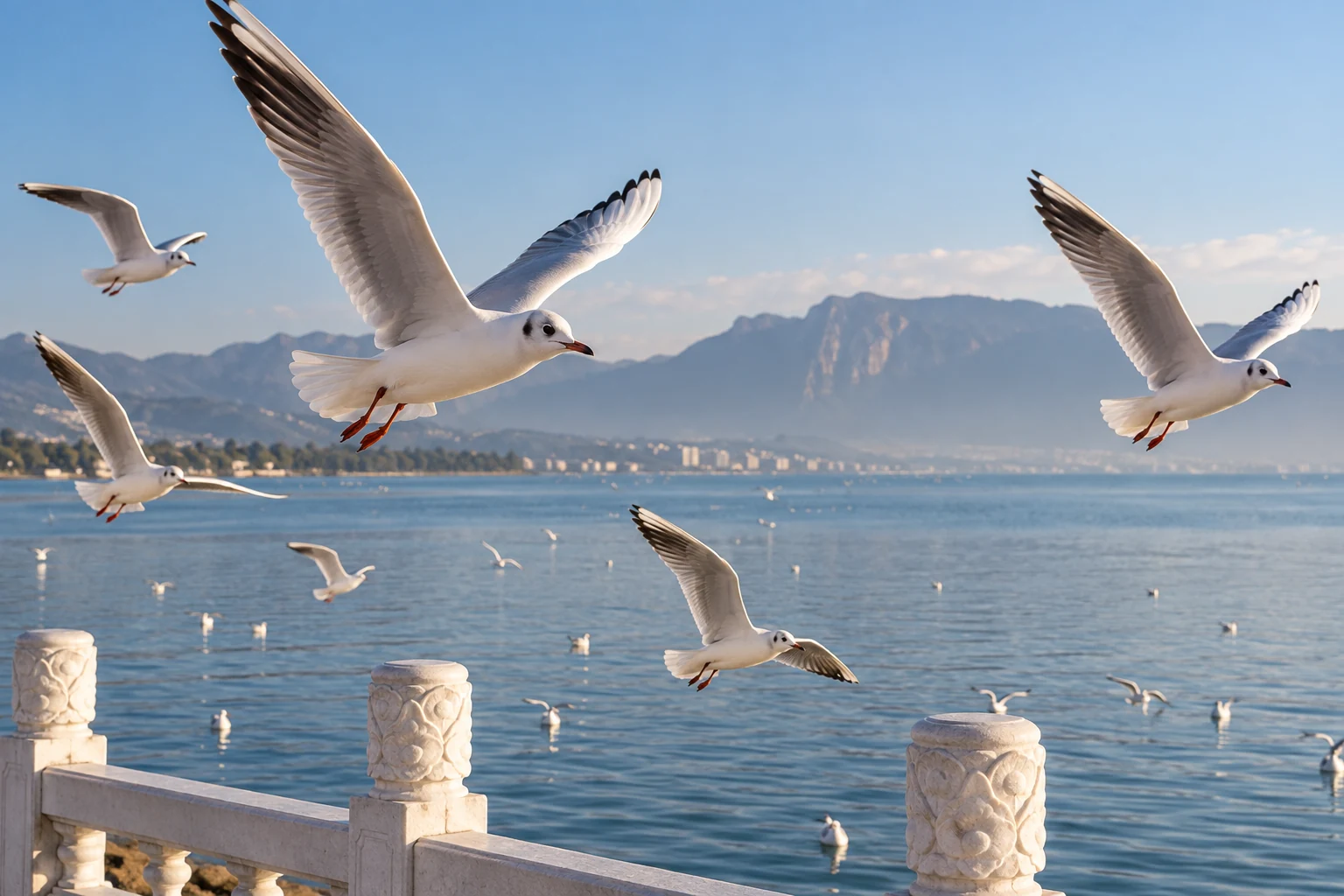 Winter gulls over the water at Haigeng